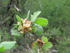 Pterostemon mexicanus