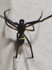 Steatoda cingulata