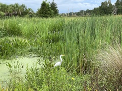 Ardea alba egretta