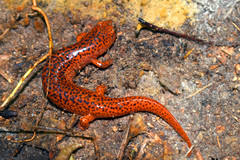 Pseudotriton ruber