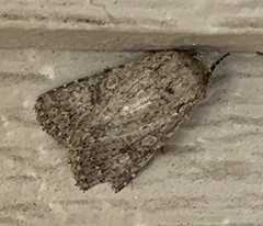 Protorthodes alfkenii