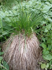 Carex paniculata
