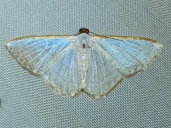 Leuciris fimbriaria