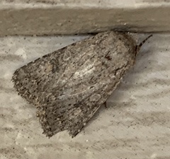 Protorthodes alfkenii