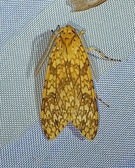 Phaegopterina