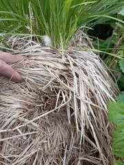 Carex paniculata