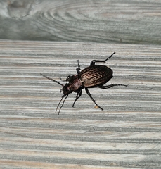 Carabus cancellatus