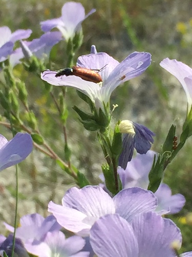 Linum hirsutum, photograph 1