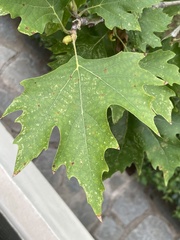 Platanus orientalis