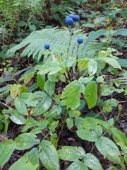 Caulophyllum thalictroides