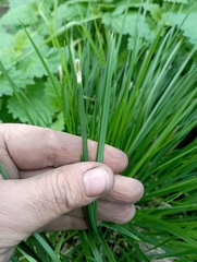 Carex paniculata