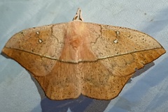 Lonomia