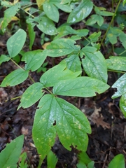 Caulophyllum thalictroides