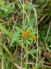Bidens frondosa