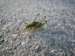 Barbitistes constrictus