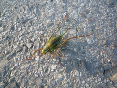 Barbitistes constrictus