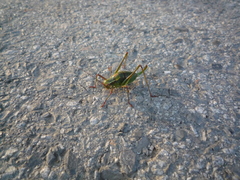 Barbitistes constrictus