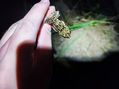 Fejervarya multistriata