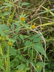 Bidens frondosa