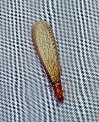 Kalotermitidae