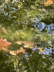 Lithobates