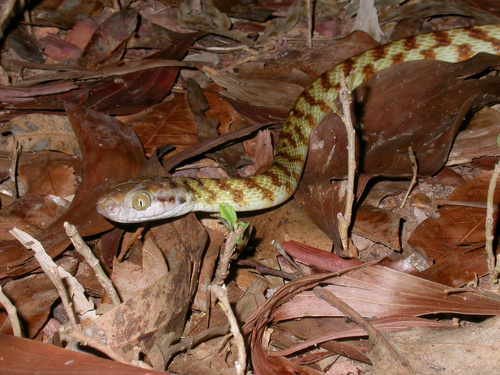 Brown Tree Snake sighting
