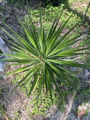Yucca aloifolia