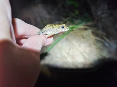 Fejervarya multistriata