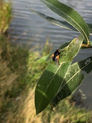 Mesembrina meridiana