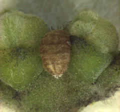 Eriococcus pohutukawa