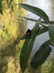 Mesembrina meridiana