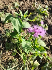 Centaurea phrygia