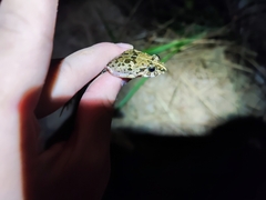 Fejervarya multistriata