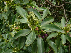 Myoporum laetum