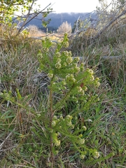 Thesium scabrum
