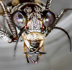 Ellipsoptera