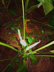 Anthurium huixtlense