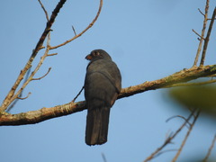 Trogon melanurus