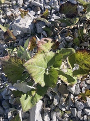 Petasites paradoxus