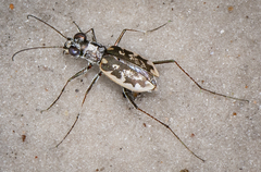 Ellipsoptera