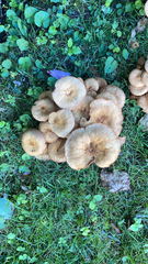 Armillaria