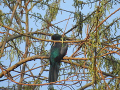 Trogon melanurus