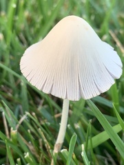 Conocybe apala