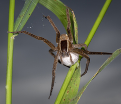 Pisaurina
