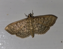 Herpetogramma pertextalis