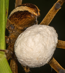 Pisaurina