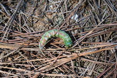 Lapara coniferarum