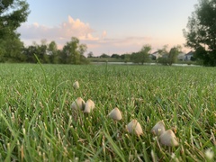 Conocybe apala