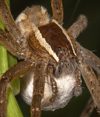 Pisaurina