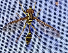 Salpingogaster